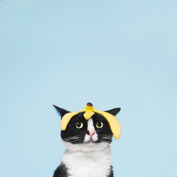 Princess Cheeto - kotka księżniczka podbija Instagram