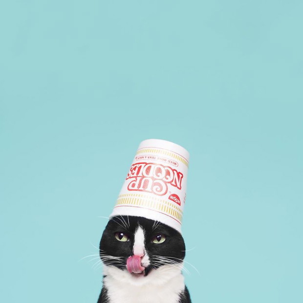 Princess Cheeto - kotka księżniczka podbija Instagram