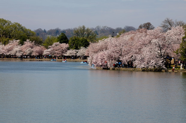 Hanami 2019
