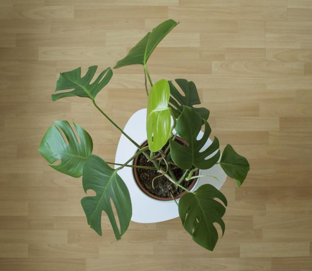 Monstera