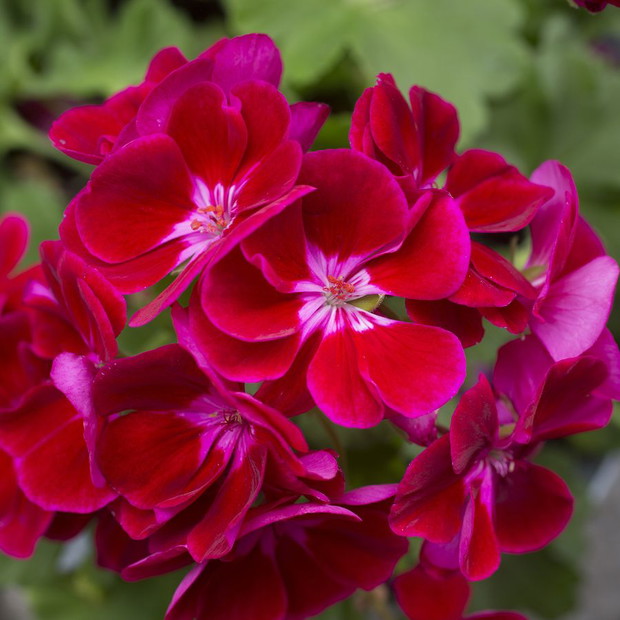 Pelargonie - kwiaty nie tylko na balkon