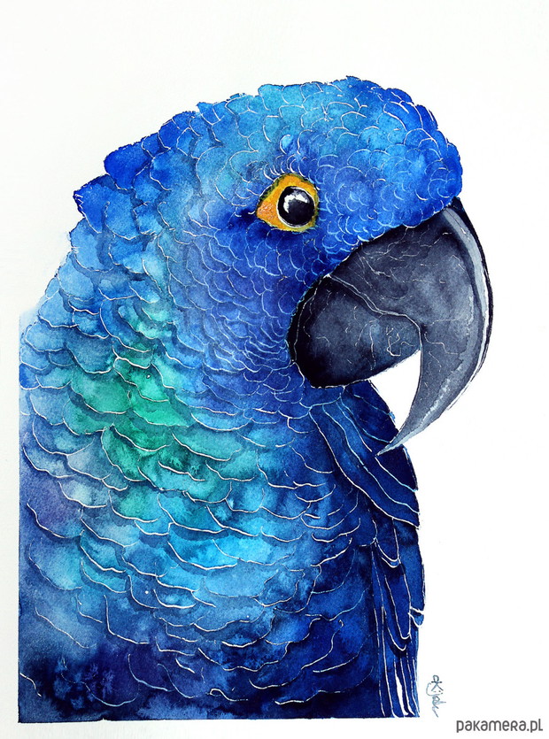 PAPUGA- PLAKAT, REPRODUKCJA 20X30CM, KAROLINA KIJAK W PAKAMERA.PL, 50 zł