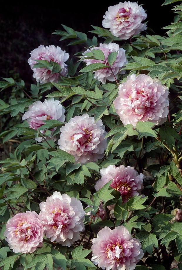 Peonie