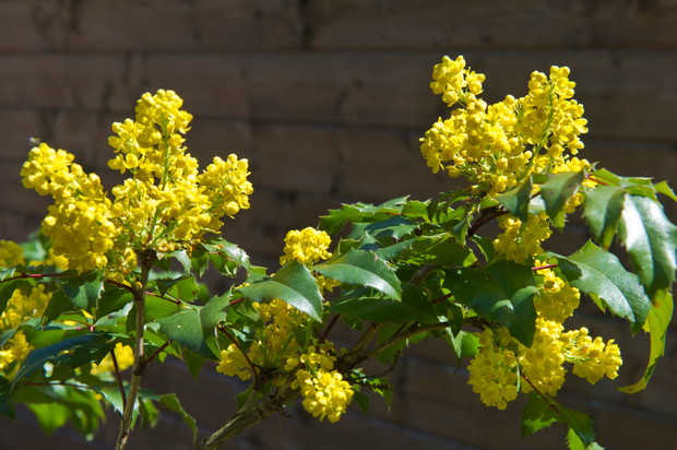 Mahonia