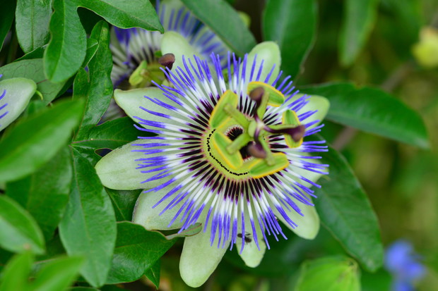 Męczennica błękitna (Passiflora caerulea)