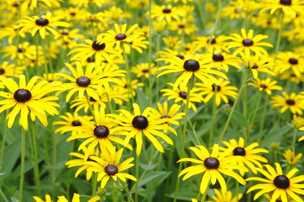 Rudbekie