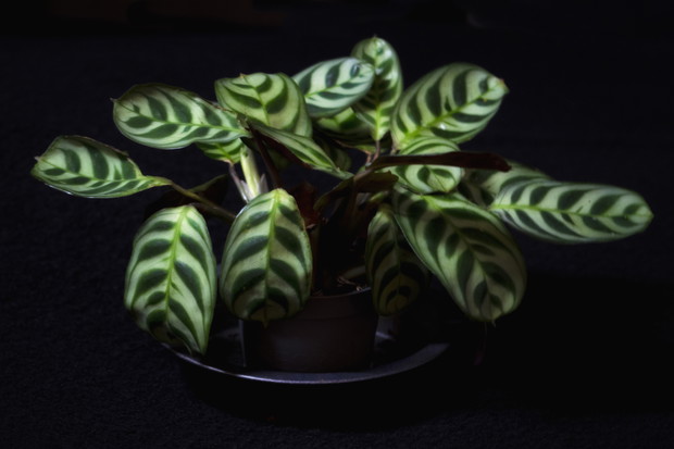 Calathea