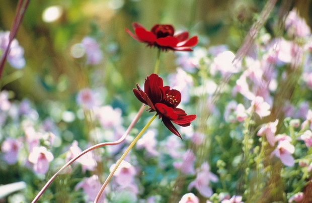 Cosmos atrosanguineus