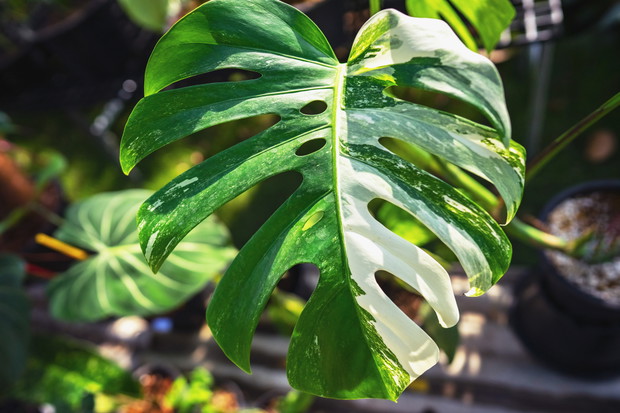 Monstera Variegata