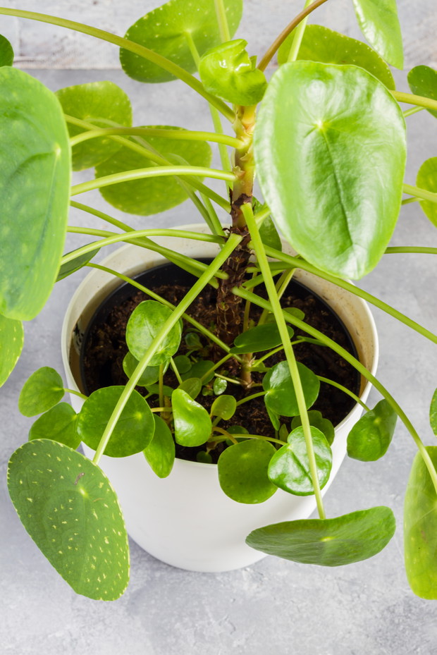 Pilea Pieniążek