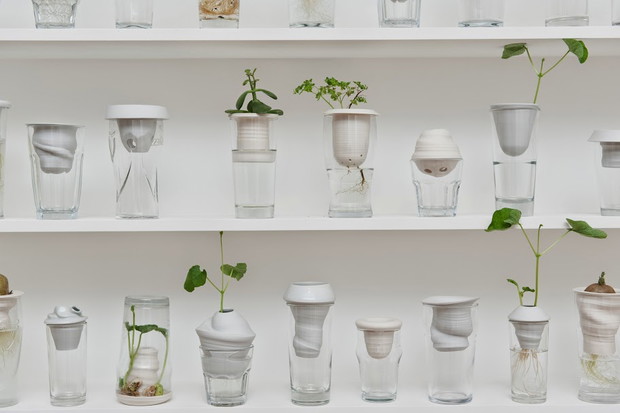 Własna PLANTACJA