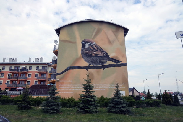 Ptasie Murale w Lubinie