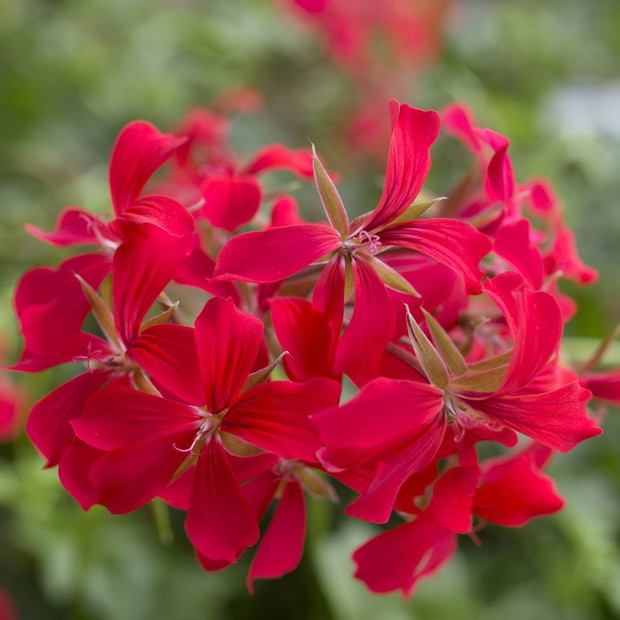 Pelargonie - kwiaty nie tylko na balkon