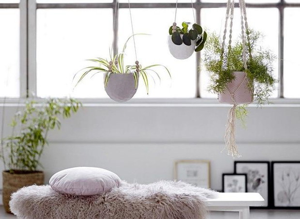 Pilea Pieniążek
