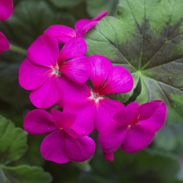 Pelargonie - kwiaty nie tylko na balkon