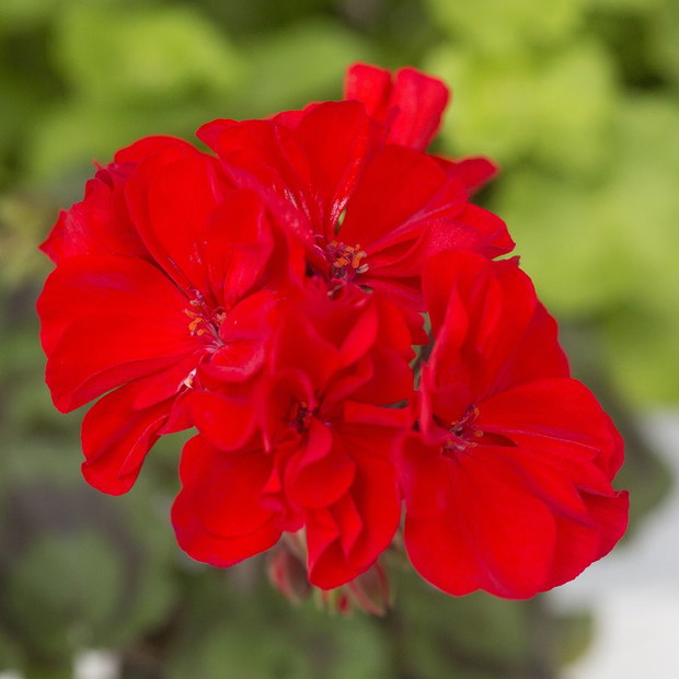 Pelargonie - kwiaty nie tylko na balkon