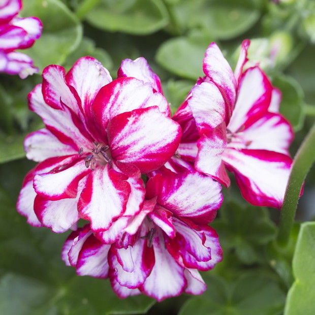 Pelargonie - kwiaty nie tylko na balkon