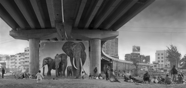Poruszające zdjęcia ginących gatunków zwierząt autorstwa Nicka Brandta, fot. Nick Brandt