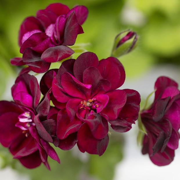 Pelargonie - kwiaty nie tylko na balkon