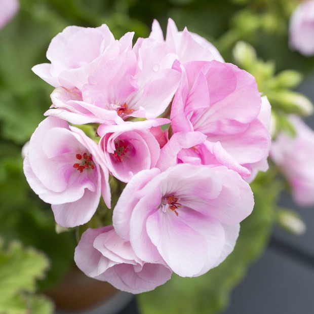 Pelargonie - kwiaty nie tylko na balkon
