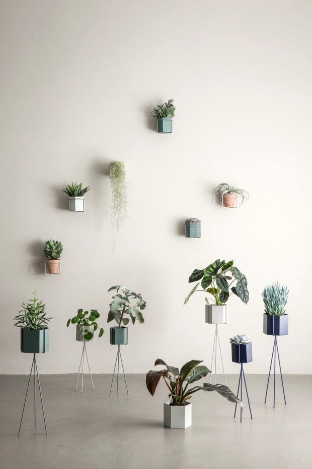 Pilea Pieniążek