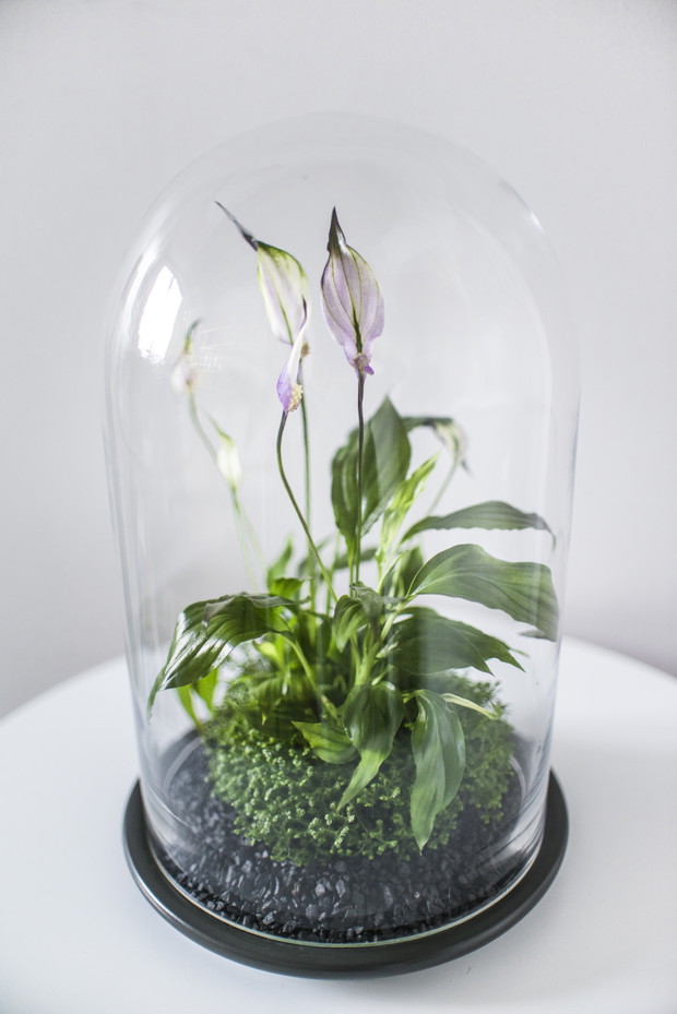 Małe ogrody Greenbells