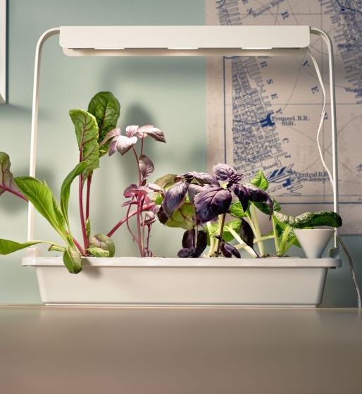 Nowy koncept IKEA: domowy ogródek