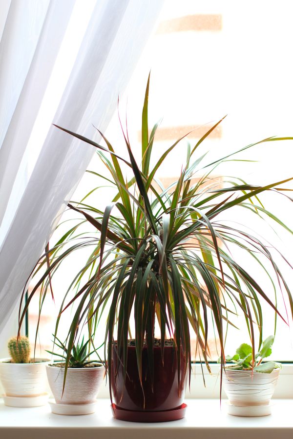 Dracena
