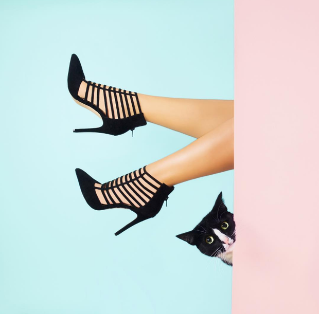 Princess Cheeto - kotka księżniczka podbija Instagram