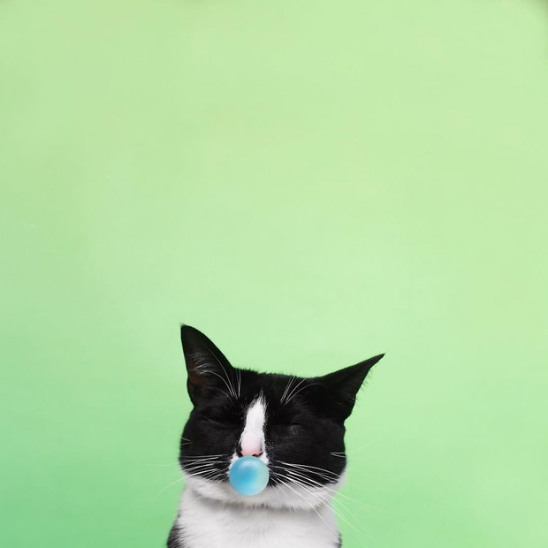 Princess Cheeto - kotka księżniczka podbija Instagram