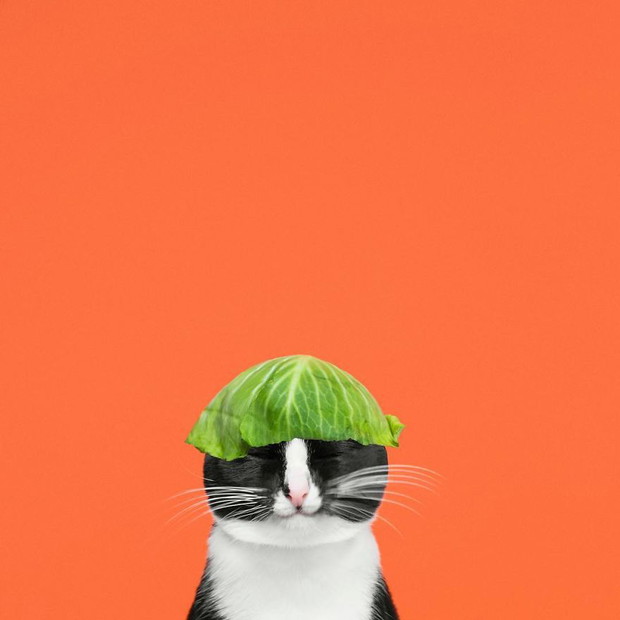 Princess Cheeto - kotka księżniczka podbija Instagram