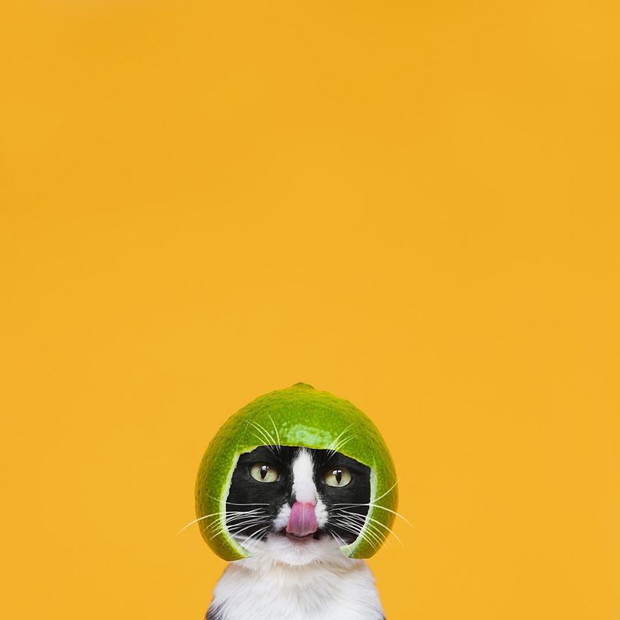 Princess Cheeto - kotka księżniczka podbija Instagram