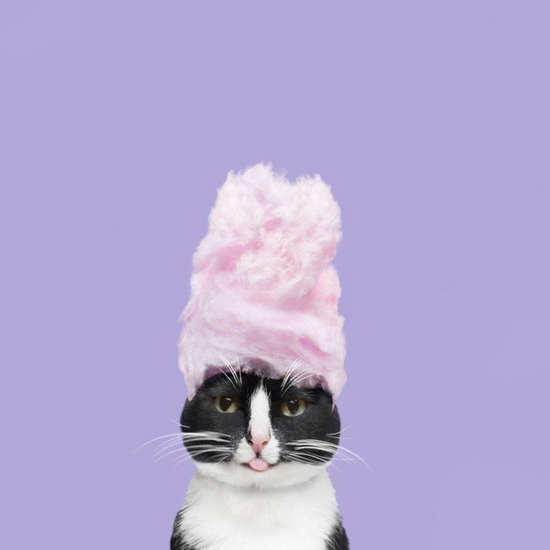 Princess Cheeto - kotka księżniczka podbija Instagram
