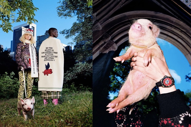 Mikroświnki w kampanii Gucci