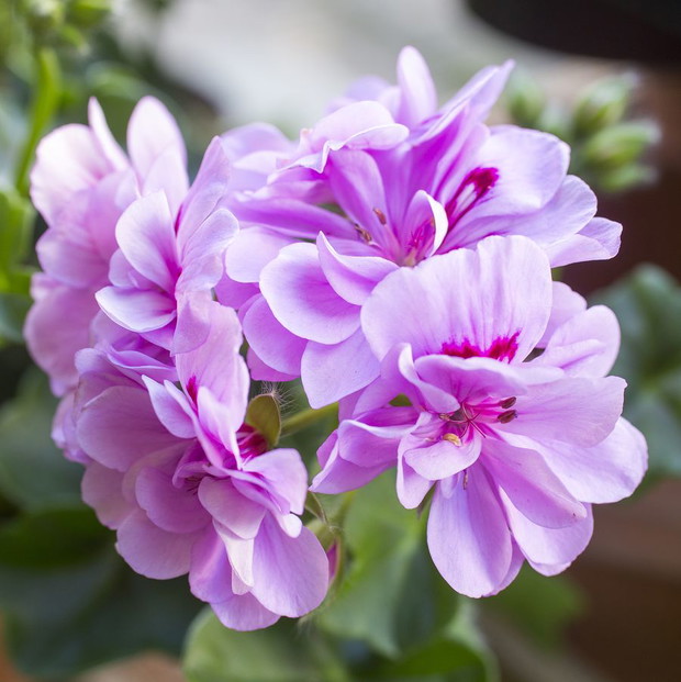 Pelargonie - kwiaty nie tylko na balkon