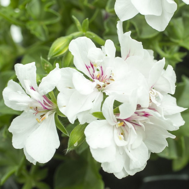 Pelargonie - kwiaty nie tylko na balkon