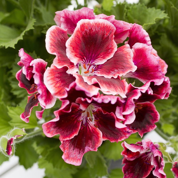 Pelargonie - kwiaty nie tylko na balkon