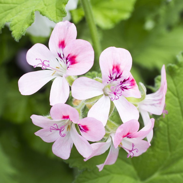 Pelargonie - kwiaty nie tylko na balkon