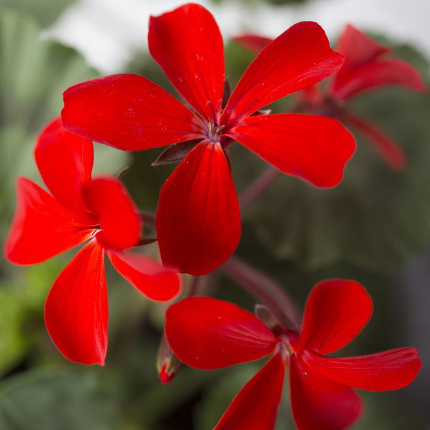 Pelargonie - kwiaty nie tylko na balkon