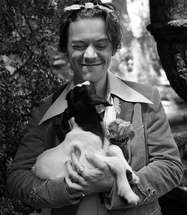 Harry Styles w kampanii Gucci