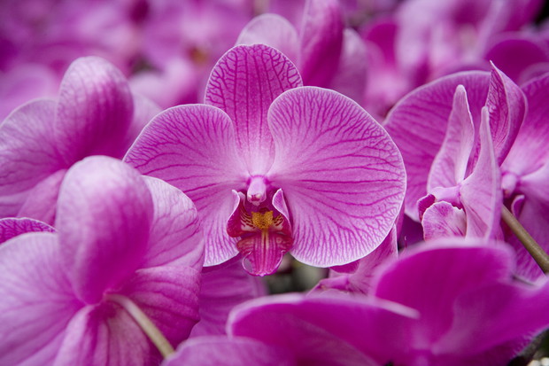 Orchidea