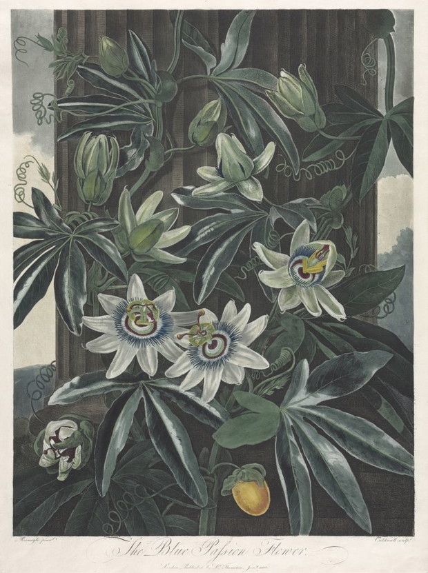 Męczennica błękitna (Passiflora caerulea)