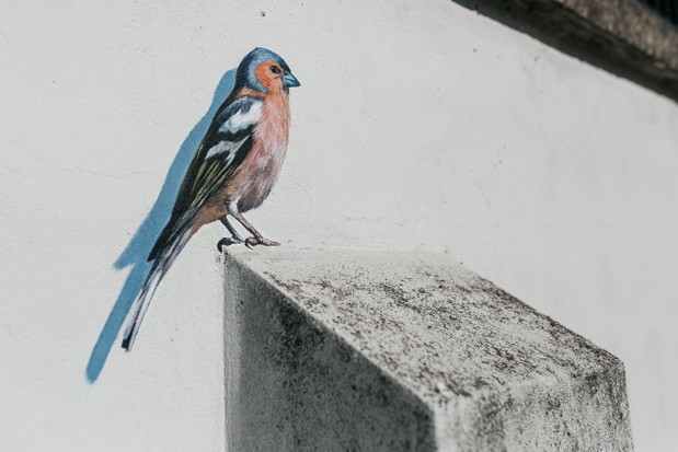Ptasi mural na cmentarzu żydowskim w Oświęcimiu, autor Wojciech Rokosz
