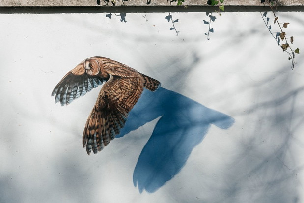 Ptasi mural na cmentarzu żydowskim w Oświęcimiu, autor Wojciech Rokosz