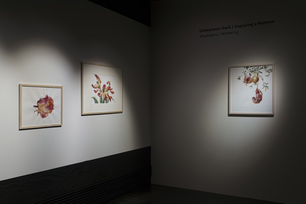 „Botaniczne poszukiwania. Sztuka botaniczna w XXI wieku” w Muzeum Manggha