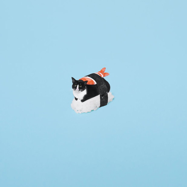 Princess Cheeto - kotka księżniczka podbija Instagram