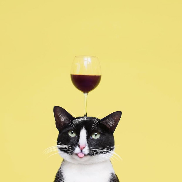 Princess Cheeto - kotka księżniczka podbija Instagram