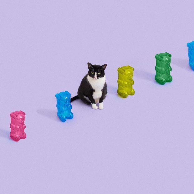 Princess Cheeto - kotka księżniczka podbija Instagram