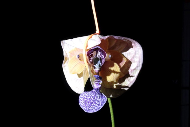 Monster_Flower_Research