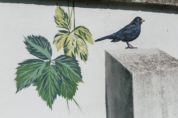 Ptasi mural na cmentarzu żydowskim w Oświęcimiu, autor Wojciech Rokosz